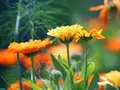 Frøkasse med spiselige blomster - morgenfrue