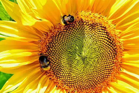 Frø til Solsikke, Giganteus