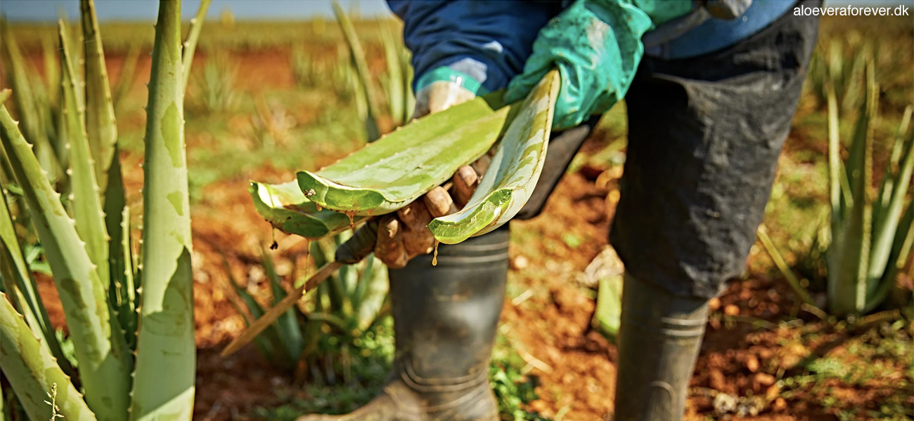 Forever Livings Aloe vera planter dyrkes i subtropisk klima i Den Dominikanske Republik