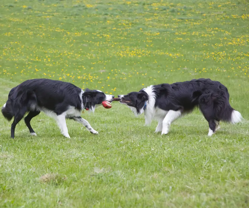 2 Border Collier leger med bold