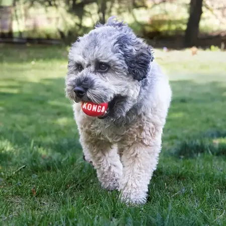 Hund med KONG Signature Bold i munden under apportleg udendørs