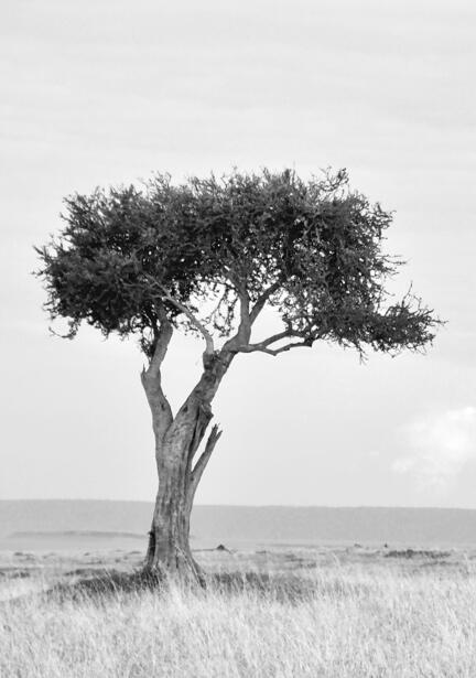 kenya savanne træ masai mara
