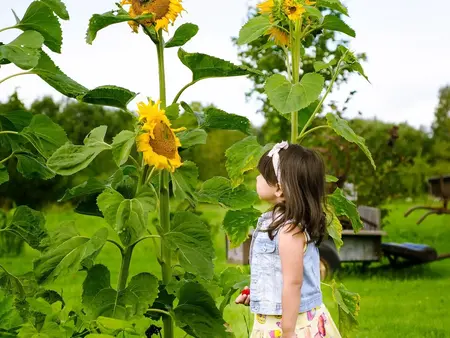 Frøkassen til børn