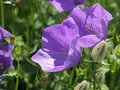 Frøblandingen  flerårige blomster