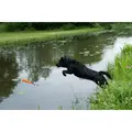 hund jagter Dog Comets Orion dummy
