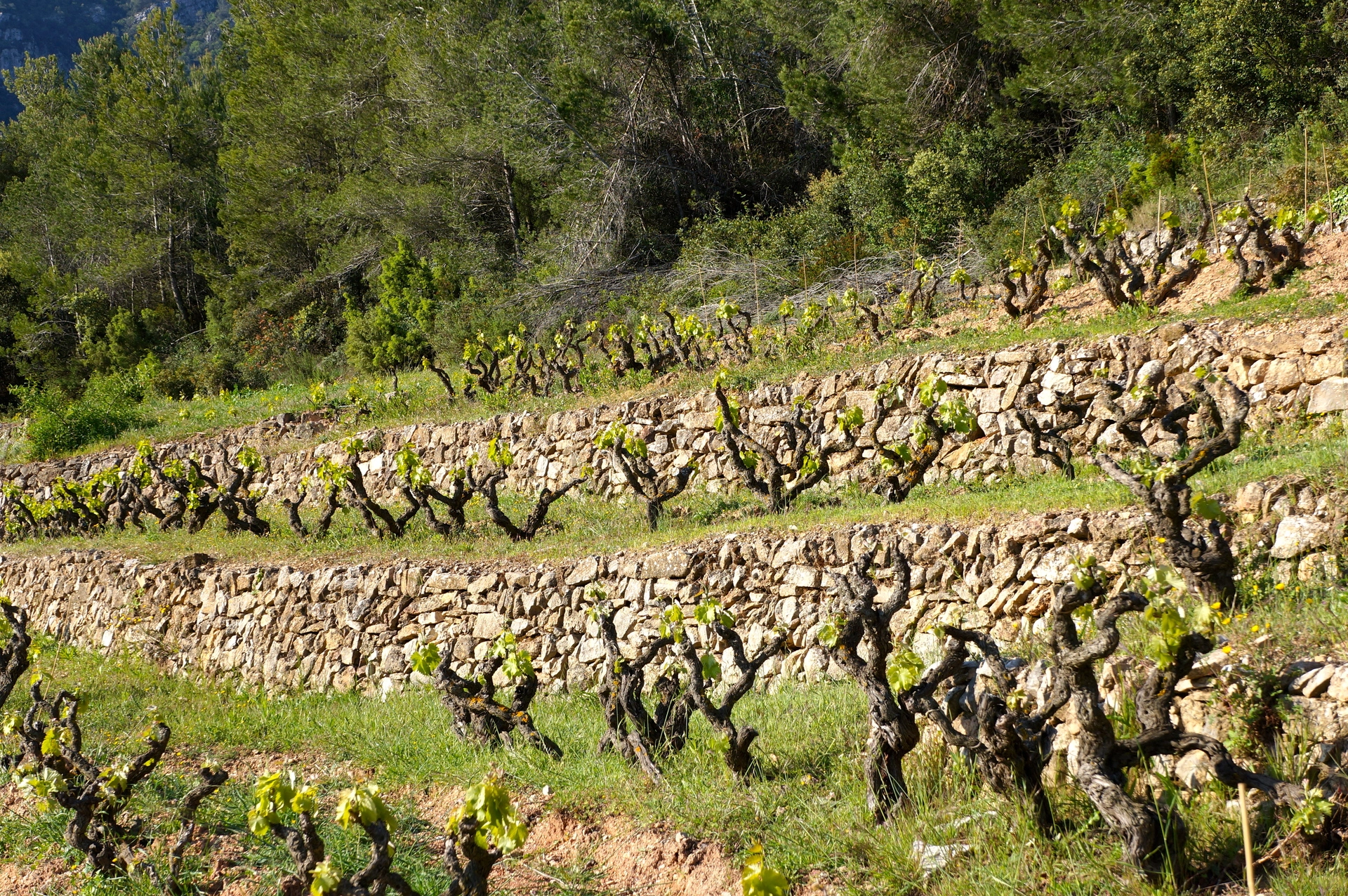 Vinmarker hos Vinyes Domènech i spanske Montsant. Små smalle terrasser med vinstokke.