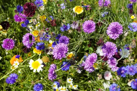 Frø kornblomst mauve ball