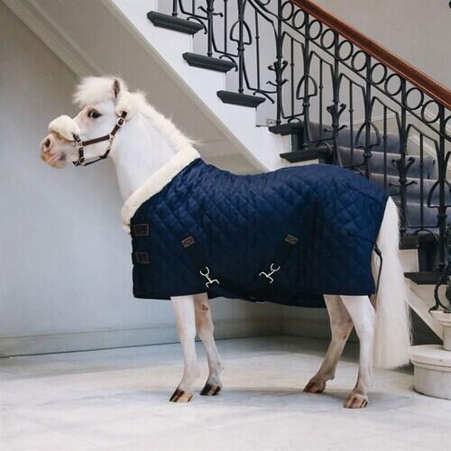 Kentucky Horsewear Show Rug - Navy - 70cm - 3'6