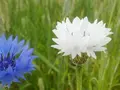Kornblomst hvid