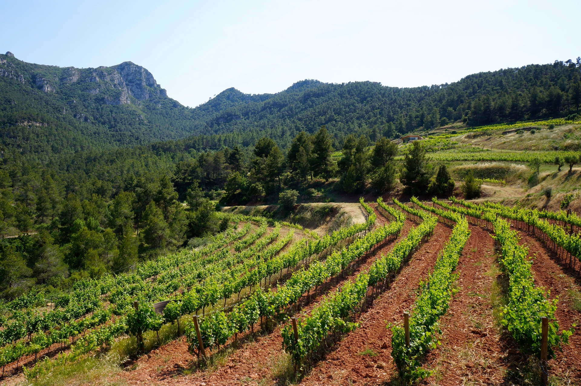 Lige rækker af grønne vinmarker hos Vinyes Domènech. I baggrunden ses bjergene.