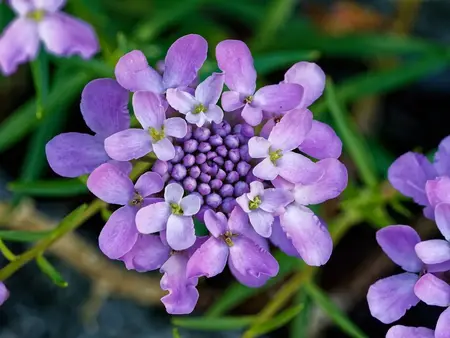 Skærmsløjfeblomst, lavendel