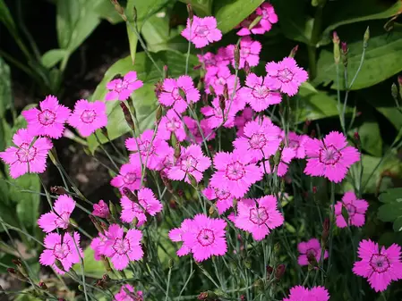 Frø Bakkenellike - Hjemmehørende