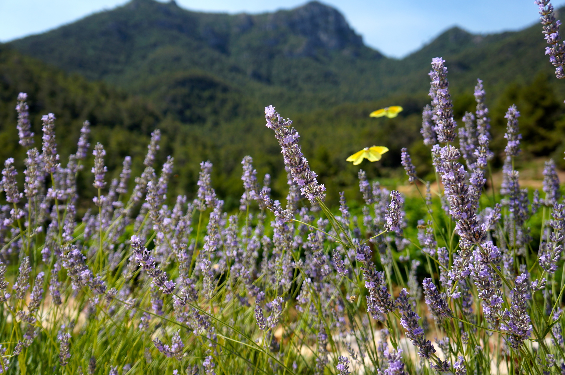 Lavendler i forgrunden og bjergene i Montsant i baggrunden.