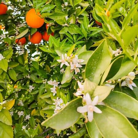 Kombination af sød, blomstrende neroli, frisk citron og aromatisk rosmarin rammer både det lyse og det dybe, og giver en fornemmelse af energi og balance. Perfekt til dig, der elsker tydelige duftnoter og naturlig friskhed.
