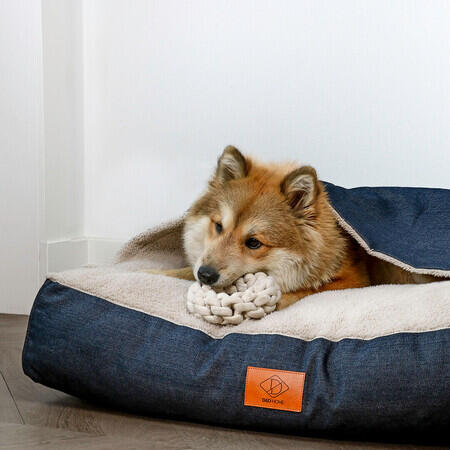 Hund med D&D Ben tov ring XS beige