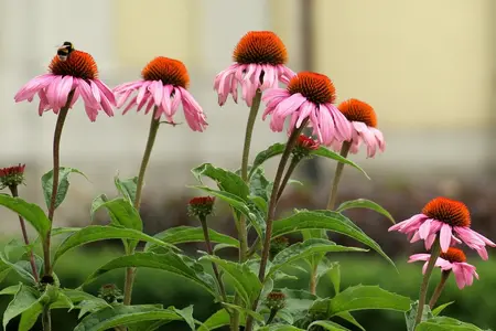 Purpursolhat frø- Blomsterfrø