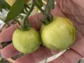 Tigrella tomat