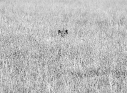 hyæne kenya savanne masai mara b/w s/h
