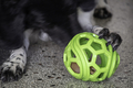Hund leger med Dog Comets Titan grøn