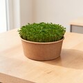 Rucola-mikrogrønt dyrket i bøtte ved et lyst vindue