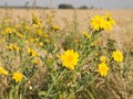 Vilde spiselige blomster