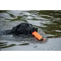 hund med Dog Comets Orion dummy I munden
