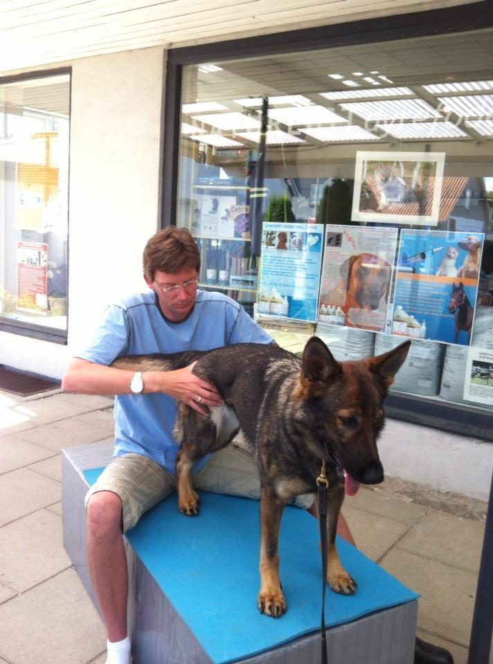 Hundemassage af Scæferhund