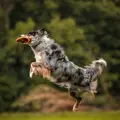 Hund springer med Non-stop Dogwear Dog Flying Disc under aktiv udendørs leg