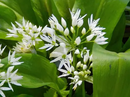 Ramsløg - spiselig urt