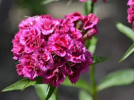 Studenternellike frø