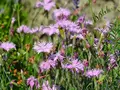 Flerårige blomsterblanding