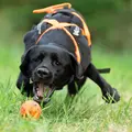 Hund jagter Non-stop dogwear Dog Ball orange hundebold på græsset.