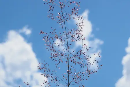 Almindelig Hvene frø