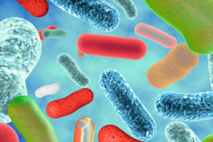 Mikroorganismer som lever i hestens tarmsystem