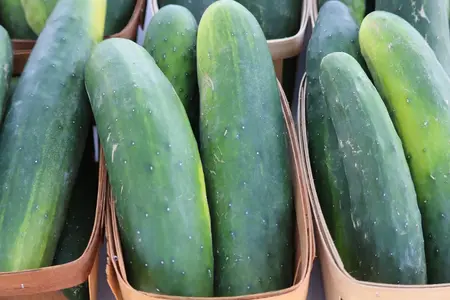 Frø frilandsagurk, Marketmore