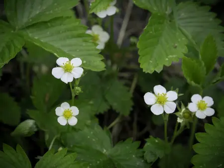 Skovjordbær, Baron von Solemacher
