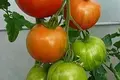 Frø til stribede tomat