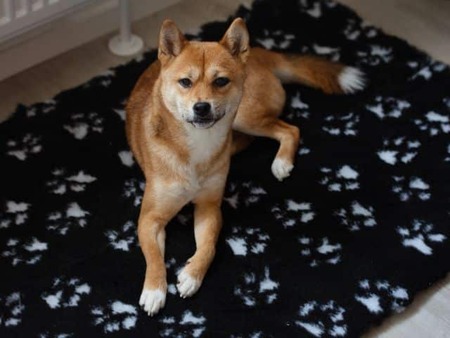 Vet bed non-slip - Sort med poter