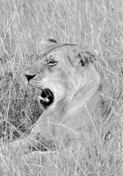 kenya masai mara løve savanne