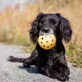 Billede af svagtseende hund liggende med en Trixie Holey bold i munden