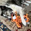 Hund leger med Kong Wild Knots Tiger - M/L