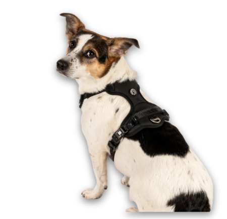 Hund med Max & Molly Matrix 2.0 neopren sport sele - Sort