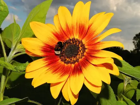 Dværg solsikke - 40cm høj