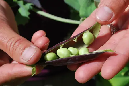 Kæmpeærter, Ezetha's Krombek Blauwschok