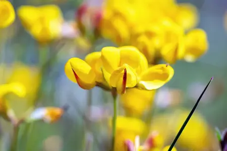 Almindelig Kællingetand