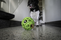 Hud leger med Dog Comets Titan grøn