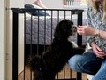 Dogspace Lassie Pressure fitted pet gate - sort