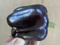 Peberfrugt, Purple Bell