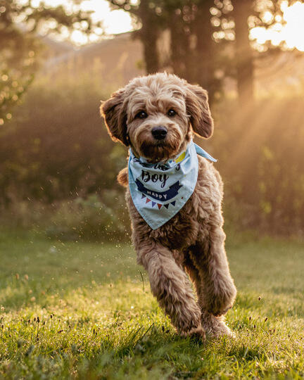 hunden weyse, fødselsdagsbandana