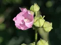 Moskus-katost blomst